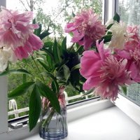 Дождь за окном :: Galina Solovova