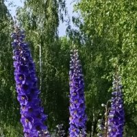 июнь :: Галина R...