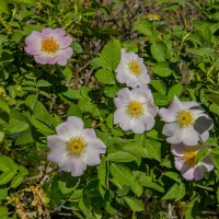 Шиповник :: Анатолий Чикчирный