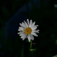 Лето :: Петр 