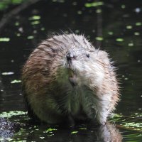 Ондатра :: Лина 