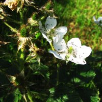 Ежевика :: Людмила Смородинская