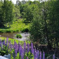 Люпин у реки. :: Ольга 