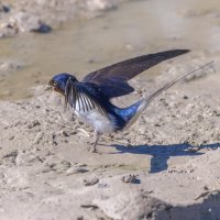 ласточки :: юрий макаров