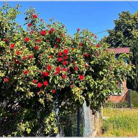 Палисаднички Гвардейска. :: Валерия Комова