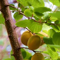 Июнь :: Павленко Михаил 