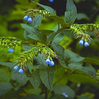 Синие колокольчики :: Владимир Кроливец Синие колокольчики :: Владимир Кроливец