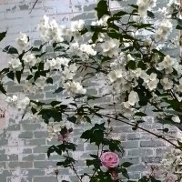 *** :: Валентина Береснева