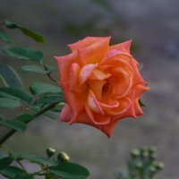 Оранжевая  роза,Флорибунда :: Валентин Семчишин
