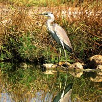 Серая цапля :: Николай Волков Серая цапля :: Николай Волков