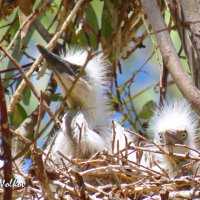 Подросшие птенцы египетской цапли :: Николай Волков Подросшие птенцы египетской цапли :: Николай Волков