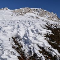 Природа Крыма :: Amazing Cosmea