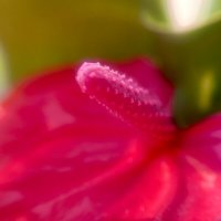 Цветок «Мужское счастье» :: Iren Brilliance