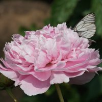 Бабочка на пионе :: Наталия Григорьева