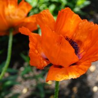 Маки :: Наталия Григорьева