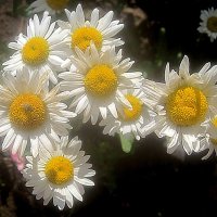 Летние :: Елена Семигина Летние :: Елена Семигина