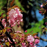 Цветущая весна :: Роман Савоцкий