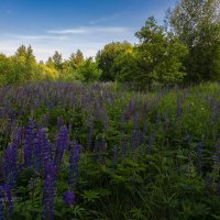 Люпиновый пейзаж :: Александр Синдерёв