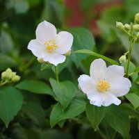 Парочка :: Светлана Парочка :: Светлана