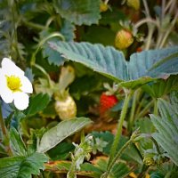 Земляника садовая. :: Светлана Кузнецова