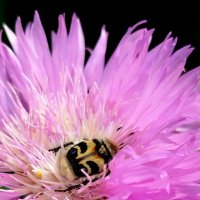 Жук врсковик :: светлана льдокова Жук врсковик :: светлана льдокова