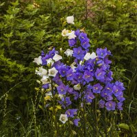 Дружное цветение. :: Петр Беляков