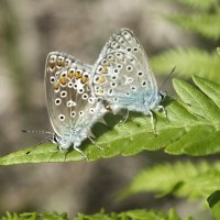 Голубянки :: Зоя Мишина Голубянки :: Зоя Мишина