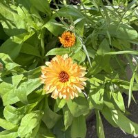 Календула :: Oleg4618 Шутченко