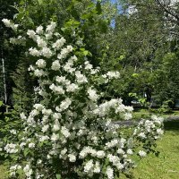Куст чубушника :: Oleg4618 Шутченко Куст чубушника :: Oleg4618 Шутченко