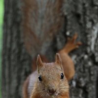 В глаза мне смотри! :: Александр Кондаков