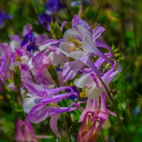 Аквилегия :: Наталья Rosenwasser