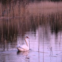 Летним вечером :: liudmila drake
