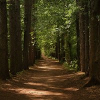 Аллея лиственницы :: Pavel Blashkin Аллея лиственницы :: Pavel Blashkin