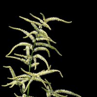 *** :: Леонид leo *** :: Леонид leo