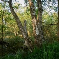 По заповеднику... :: Николай Гирш По заповеднику... :: Николай Гирш