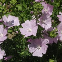 Мускусная мальва :: Freddy 97