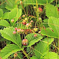 Луговая земляника :: Евгений Корьевщиков Луговая земляника :: Евгений Корьевщиков