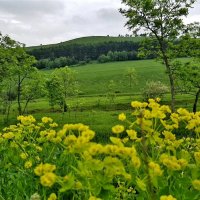 Молочай кипарисовый :: Tata Wolf