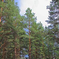 Сосновый бор :: Евгений Корьевщиков