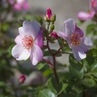 Лето :: Светлана Тихонина