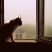 Утро :: Елена Минина