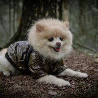 Собака в лесу :: Александр Бочериков