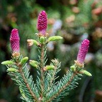 Елочка прирастает ветками :: Юрий Бутусов