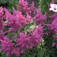 Астильба. :: Ирина ***