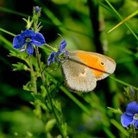 опять про бабочек 42 :: Александр Прокудин