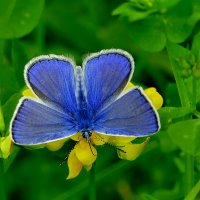 опять про бабочек 45 :: Александр Прокудин