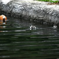 Утиные истории 2 :: Наталья Вязигина