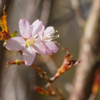 Пробуждение... :: Владимир Жданов