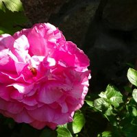 Городские цветы :: Милешкин Владимир Алексеевич 