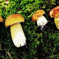 Июль...Пошли белые грибочки! :: Владимир 